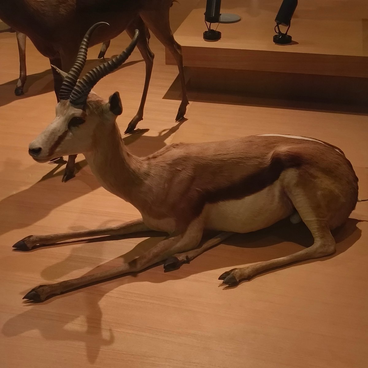from the national museum of nature and science in tokyo