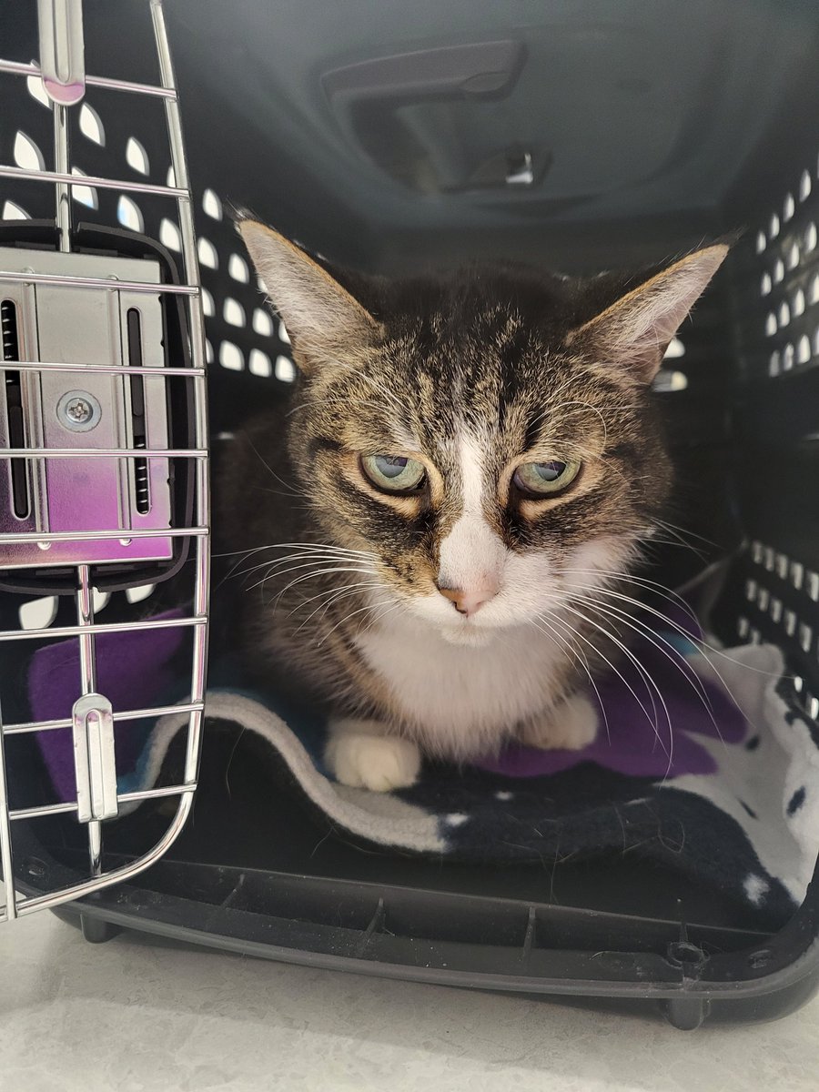 #Hedgewatch pals, can we get a paw circle for Ramona?  She's feeling poorly and is at the ER vet.