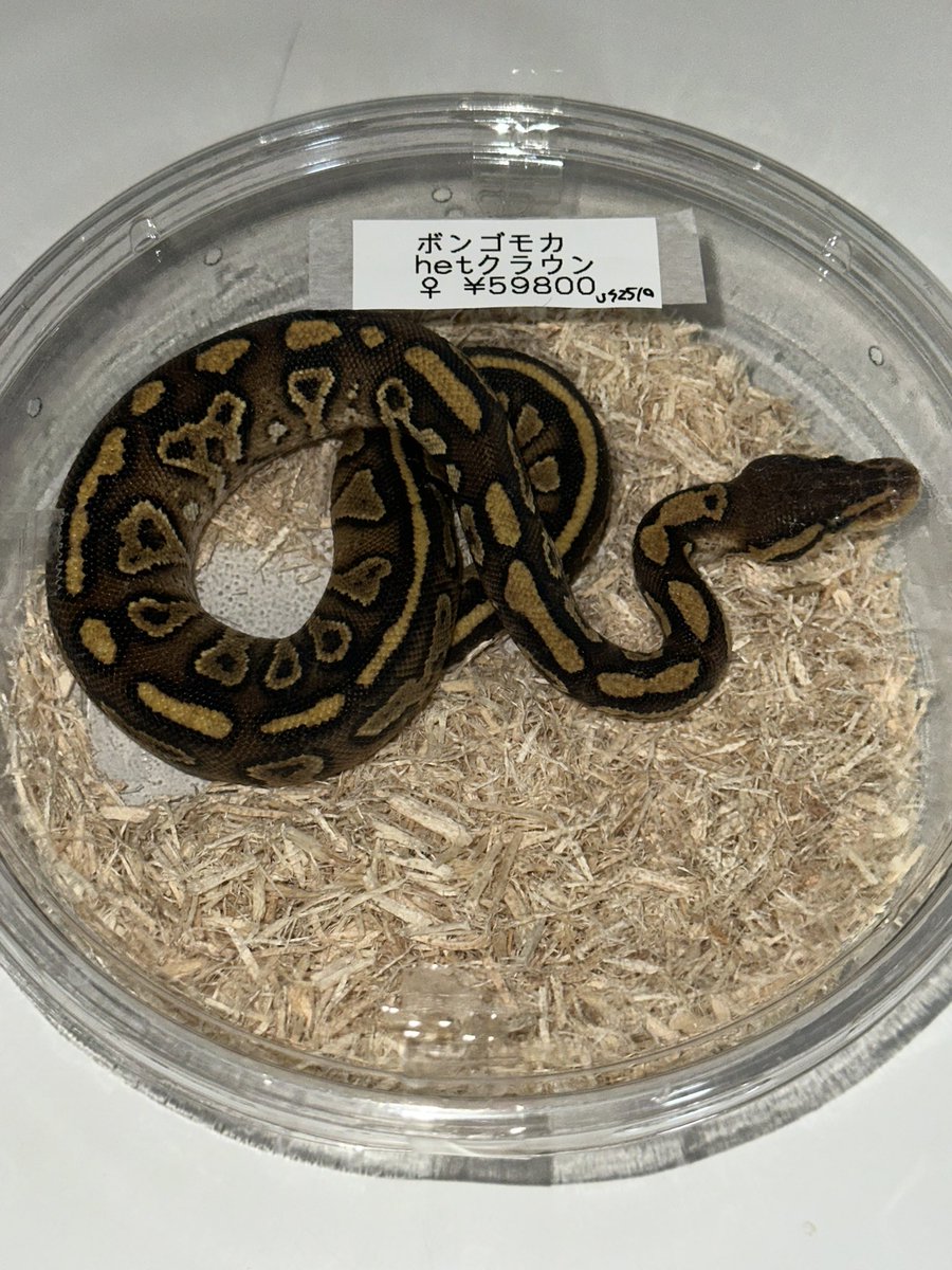 ⚫カイリ🟠 蛇好き tweet media