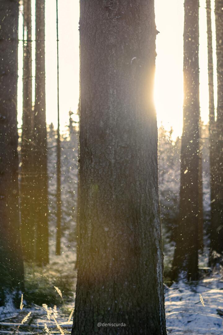 MovieNight_apps's tweet photo. Snowy forest, Czech republic (OC) 4000x6000 via /r/EarthPorn https://t.co/U9ymqp1IPa

#photography #photooftheday #photographer #photoshoot #picoftheday #art #beautiful
#instagood #photo #nature #travelphotography
#landscapephotography #portraitphotography
#followme #follow #ca… https://t.co/LNmZ27jfVS