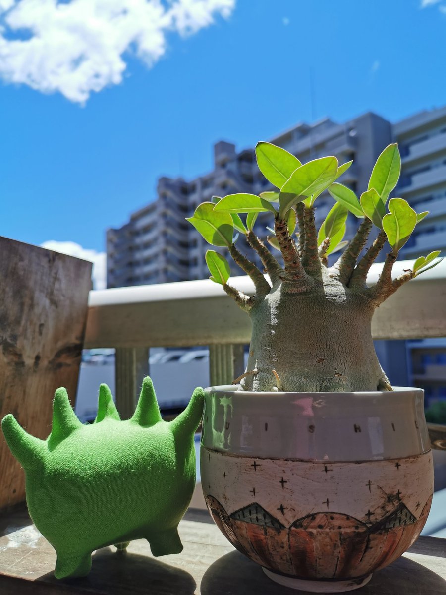 超絶希少❗️コーデックス❗️特大❗️アデニウム　アナコンダ✨ は〜🤤このアデニウムの形…最高…このキャラクターも最高…😫