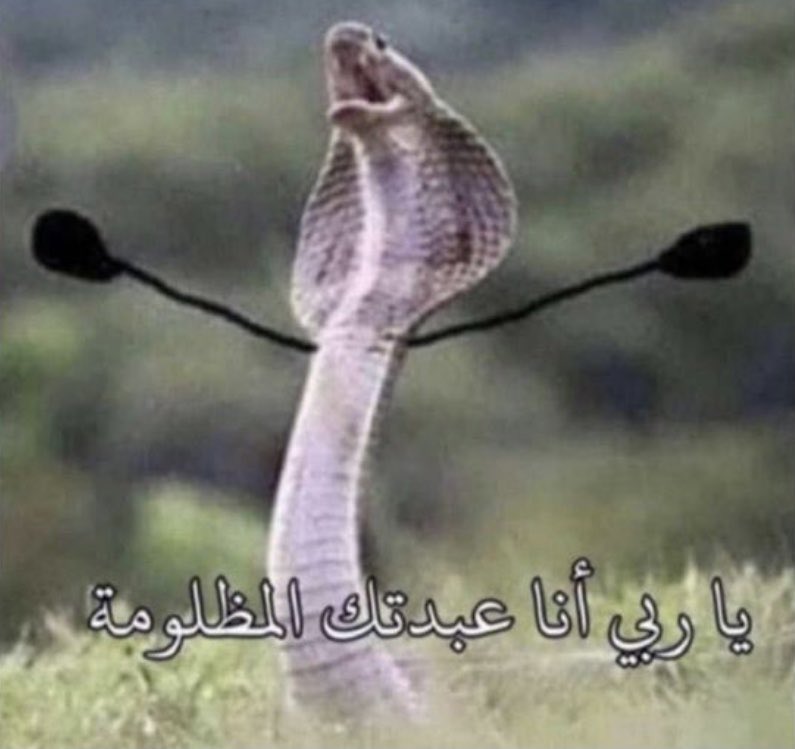 هاذي الصورة من تاريخ نشرها ماتم استهلاكها بكثرة كثر هالايام ومستحيل اي متطاول اماراتي ماتلاقي عنده بالردود هاذي الصورة ومن كثر ماهي موجعتهم صاروا يستخدمونها ضدنا لانهم وصلوا لمرحلة يمه ذولا ايش نرد عليهم فقالوا يلا الصورة تقوم بالواجب
هالمساكين ينرحمون صدق