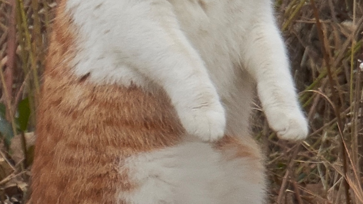 bluebirdjourney's tweet image. この投稿をタップすると、立ってる猫さんが現れる。。はず。。できてる？

&amp;lt;&amp;lt;この辺をタップ&amp;gt;&amp;gt;