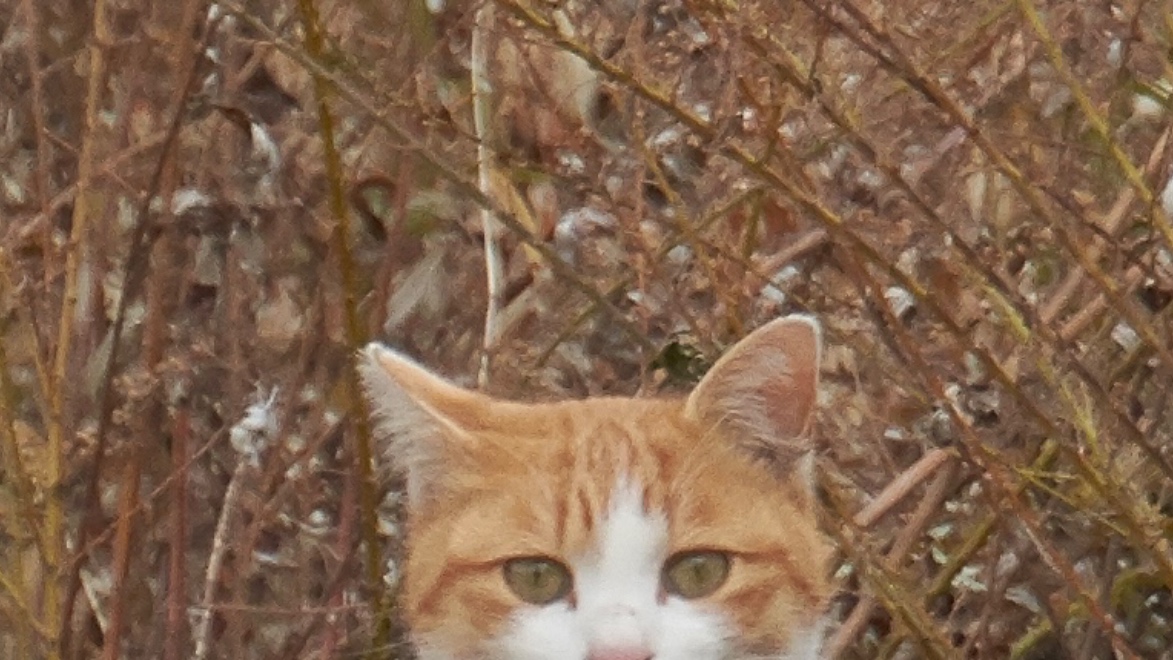 bluebirdjourney's tweet image. この投稿をタップすると、立ってる猫さんが現れる。。はず。。できてる？

&amp;lt;&amp;lt;この辺をタップ&amp;gt;&amp;gt;