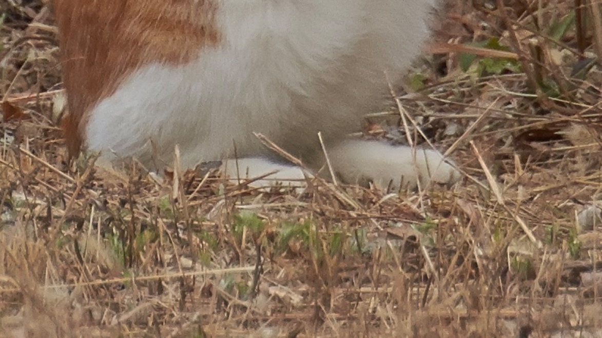 bluebirdjourney's tweet image. この投稿をタップすると、立ってる猫さんが現れる。。はず。。できてる？

&amp;lt;&amp;lt;この辺をタップ&amp;gt;&amp;gt;