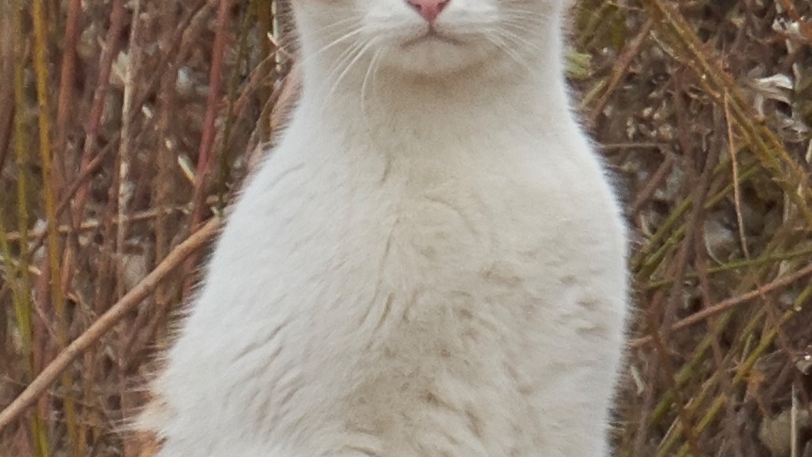 bluebirdjourney's tweet image. この投稿をタップすると、立ってる猫さんが現れる。。はず。。できてる？

&amp;lt;&amp;lt;この辺をタップ&amp;gt;&amp;gt;