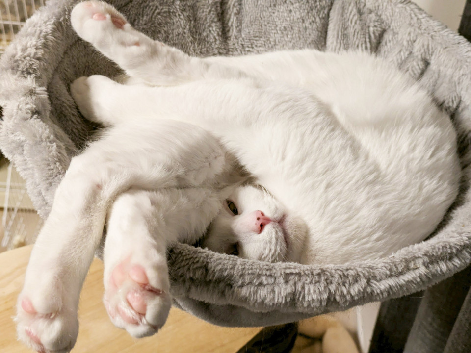 美形白猫兄妹♂はく10ヶ月
東京都 ♂ 生後10ヶ月 の"はく"ちゃんです。
 #猫の里親募集 #東京都
詳細：neko-jirushi.com/foster/233246/
写真：