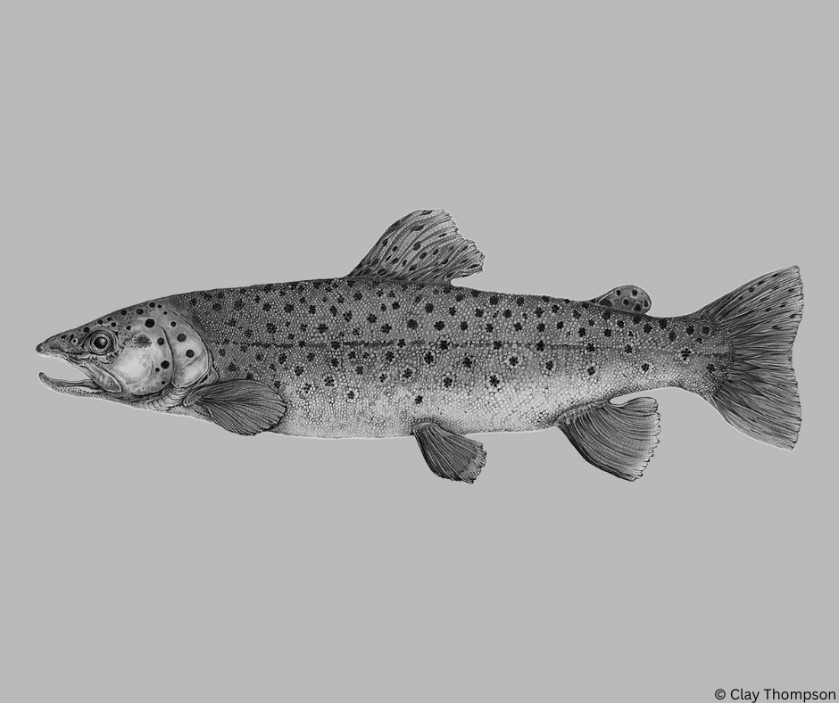 The Wild Trout Trust tweet media