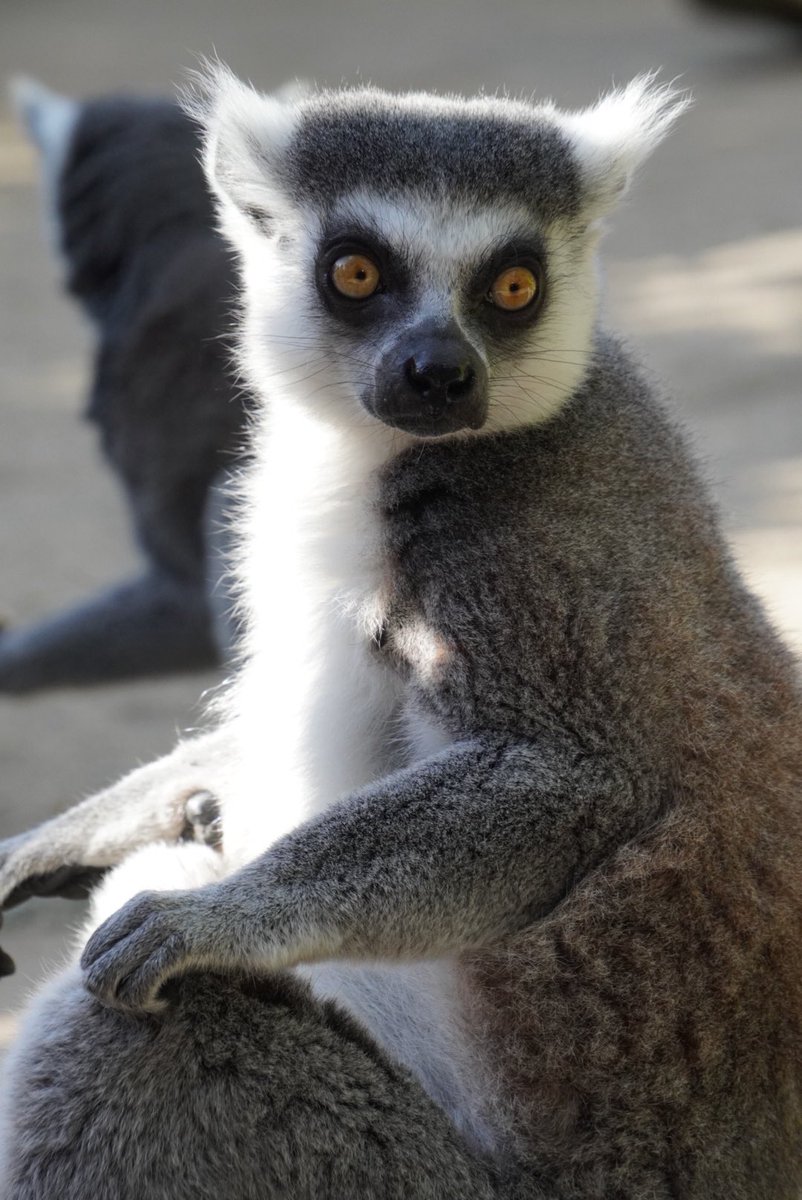 #TLにワオキツネザルのドアップ画像をあげて人々を幸せにしよう計画 23.11.13