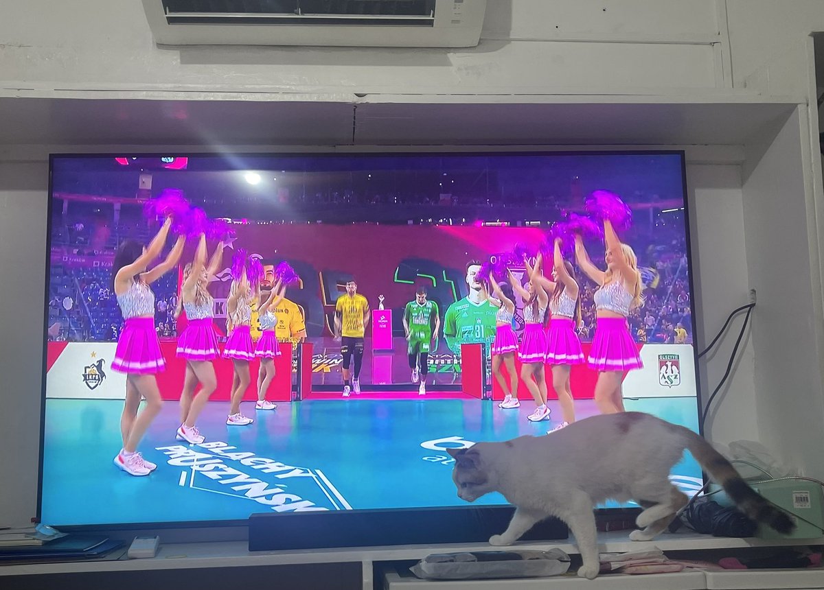_Call_Me_JJ_'s tweet photo. Watching the semi-final match between Indykpol Olsztyn v Bogdanka Lublin, and my cat wants in on the action. 😅✨🏐🔥 https://t.co/gGnDvr9Sa1