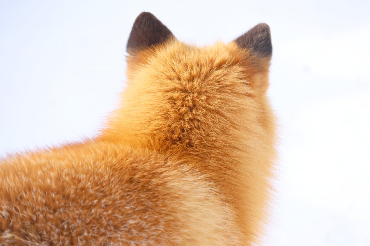 こん様❇️専用ページ 狐仙人乃弟子 トコノ オルタ (@ttt_zegu952) / Posts / X