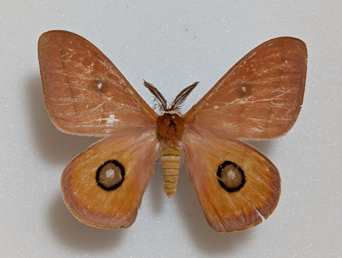 M0 (@mom0mom0mom0m00) / Posts / X