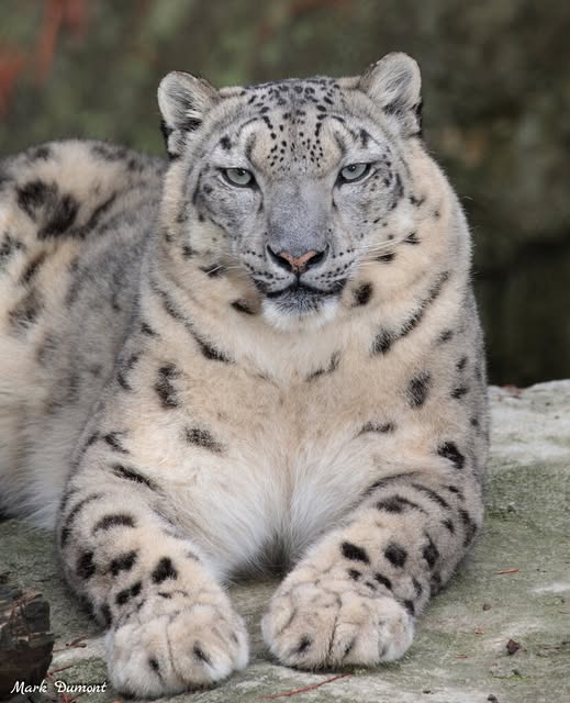 CincinnatiZoo's tweet photo. Please wish Renji a Happy 15th Birthday today! https://t.co/570pkWYklc