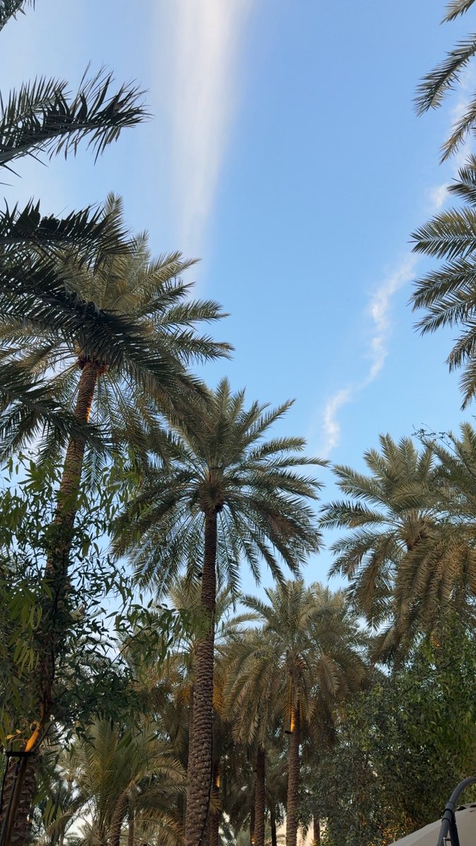 wejdan_333's tweet photo. @qassimip صورتها امس 🌴♥️ https://t.co/LCAv8MVkeR
