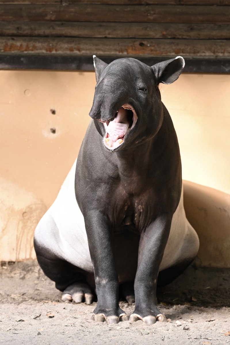 ｢ま｣

マレーバク
とべ