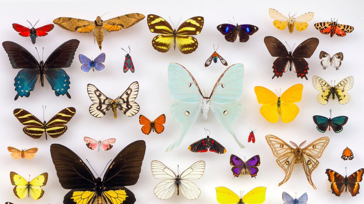 Existen entre 17,000 y 20,000 especies de mariposas descritas en el mundo, aunque, esa estimaciones varia, y su clasificación en aproximadamente seis familias principales. La mayoría viven en bosques húmedos tropicales, donde  constantemente se descubren nuevas especies.