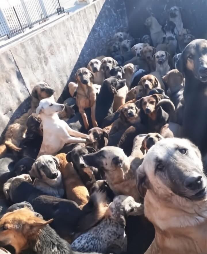 Senin,
"boşver"dediğin bir güne,
Onlar ömür diyor.
"Onlar 
Hapisteler"
Çünkü; sen vicdansızsın .Satın aldığın ürettiğin ,attığın ve  sessiz ,tepkisiz kaldığın bu 
Kanlı sistemin sponsoru sensin
Bu zulüm çarkını sen amorti ettiğin sürece; Bana"AhlaktanAdaletten Vicdandan Dinden
