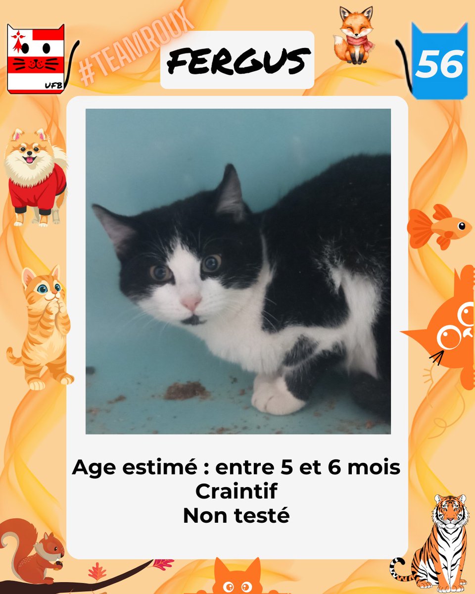 justineducern's tweet image. En Fourrière en Bretagne dans le dépt 56  
j'ai été trappé car non identifié.  
Je suis à ADOPTER pour me sortir de cette fourrière 
mais avant le 16/01/2026 
Pour Renseignements: 
Faire un message à Urgences Fourrières de Bretagne      Lien:   
facebook.com/urgencesfourri…