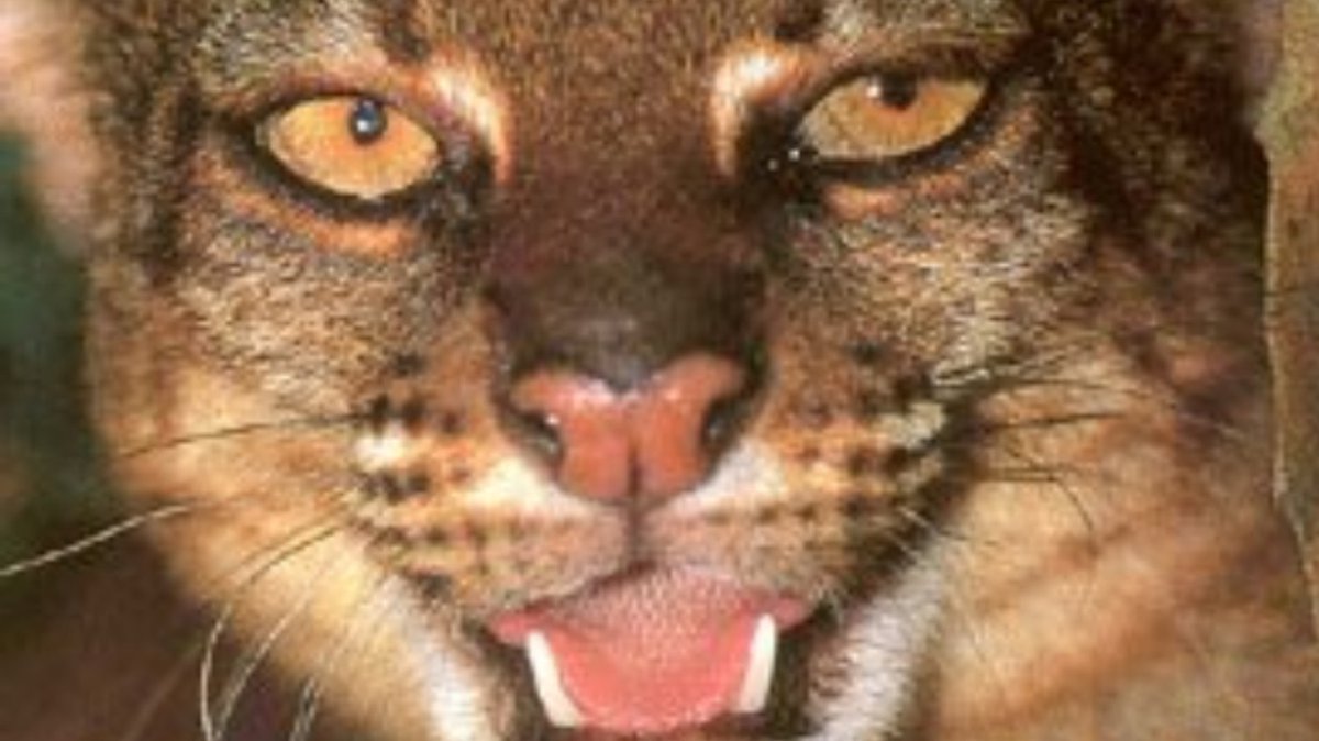 PalmOilDetect's tweet image. The Borneo Bay Cat 🐱🐈😻 is a rare #wildcat who are unimpressed at being photographed or found. Threats include #palmoil #deforestation and #poaching. Fight for their survival and  #BoycottPalmOil 🌴🪔☠️🤮⛔️ #Boycott4Wildlife @palmoildetect palmoildetectives.com/2021/01/25/bor…
