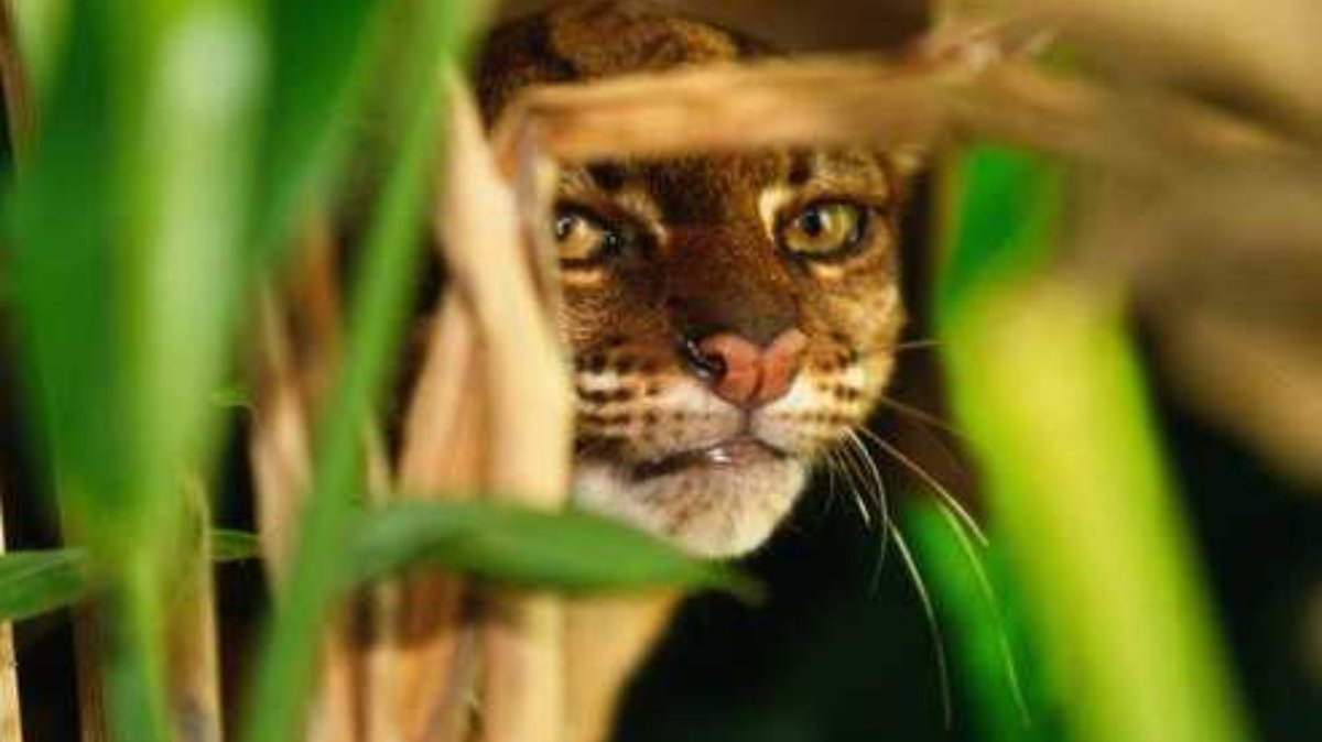 PalmOilDetect's tweet image. The Borneo Bay Cat 🐱🐈😻 is a rare #wildcat who are unimpressed at being photographed or found. Threats include #palmoil #deforestation and #poaching. Fight for their survival and  #BoycottPalmOil 🌴🪔☠️🤮⛔️ #Boycott4Wildlife @palmoildetect palmoildetectives.com/2021/01/25/bor…
