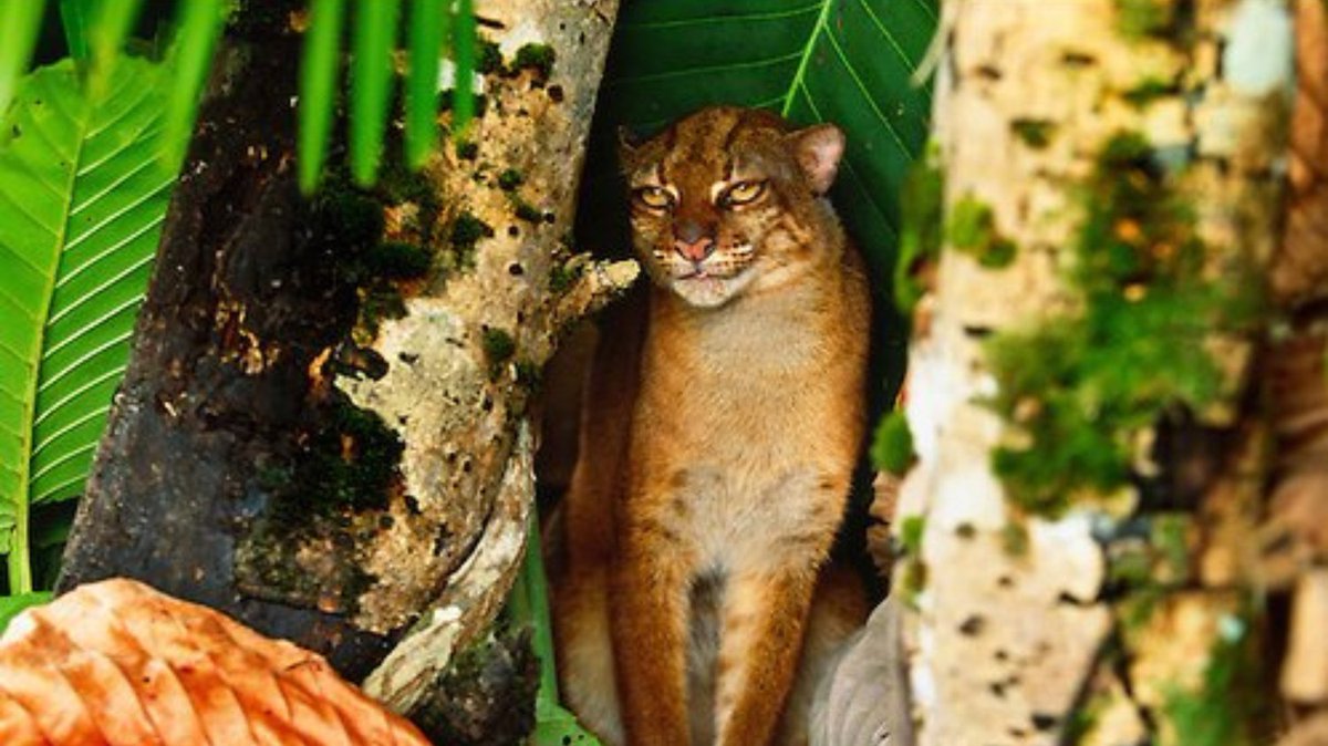 PalmOilDetect's tweet image. The Borneo Bay Cat 🐱🐈😻 is a rare #wildcat who are unimpressed at being photographed or found. Threats include #palmoil #deforestation and #poaching. Fight for their survival and  #BoycottPalmOil 🌴🪔☠️🤮⛔️ #Boycott4Wildlife @palmoildetect palmoildetectives.com/2021/01/25/bor…