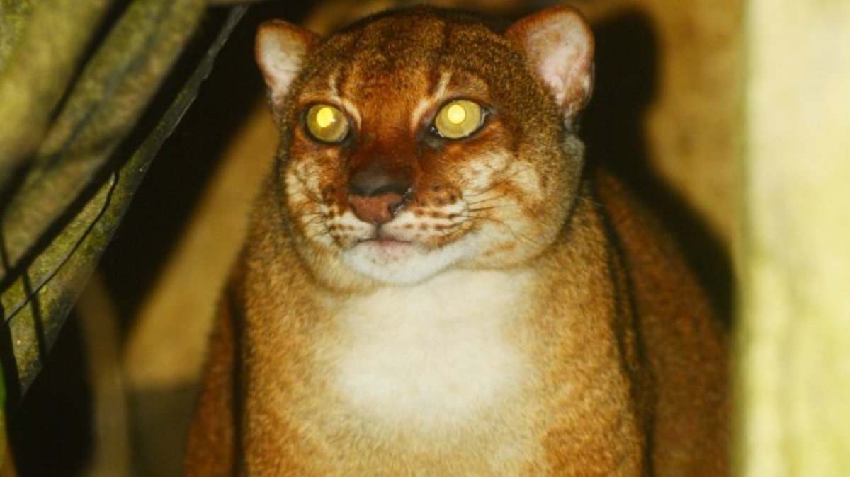 PalmOilDetect's tweet image. The Borneo Bay Cat 🐱🐈😻 is a rare #wildcat who are unimpressed at being photographed or found. Threats include #palmoil #deforestation and #poaching. Fight for their survival and  #BoycottPalmOil 🌴🪔☠️🤮⛔️ #Boycott4Wildlife @palmoildetect palmoildetectives.com/2021/01/25/bor…