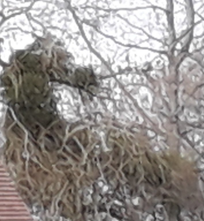 Ce que l'on voit  dans le jardin chez mon voisin (bizarre).