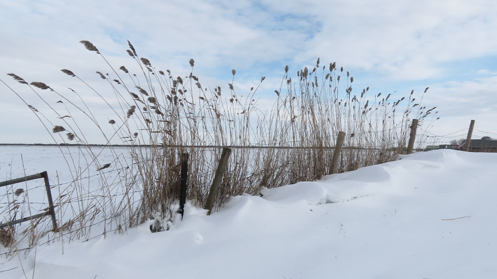 weermanrobert's tweet image. Vanmiddag een rondje door de #Noordoostpolder gedaan en op verschillende plekken zijn er sneeuwduinen te zien! Het ziet er echt zo volop winters uit en dat in combinatie met een snijdende noordoostenwind maakt het de winter compleet! #kou #winter