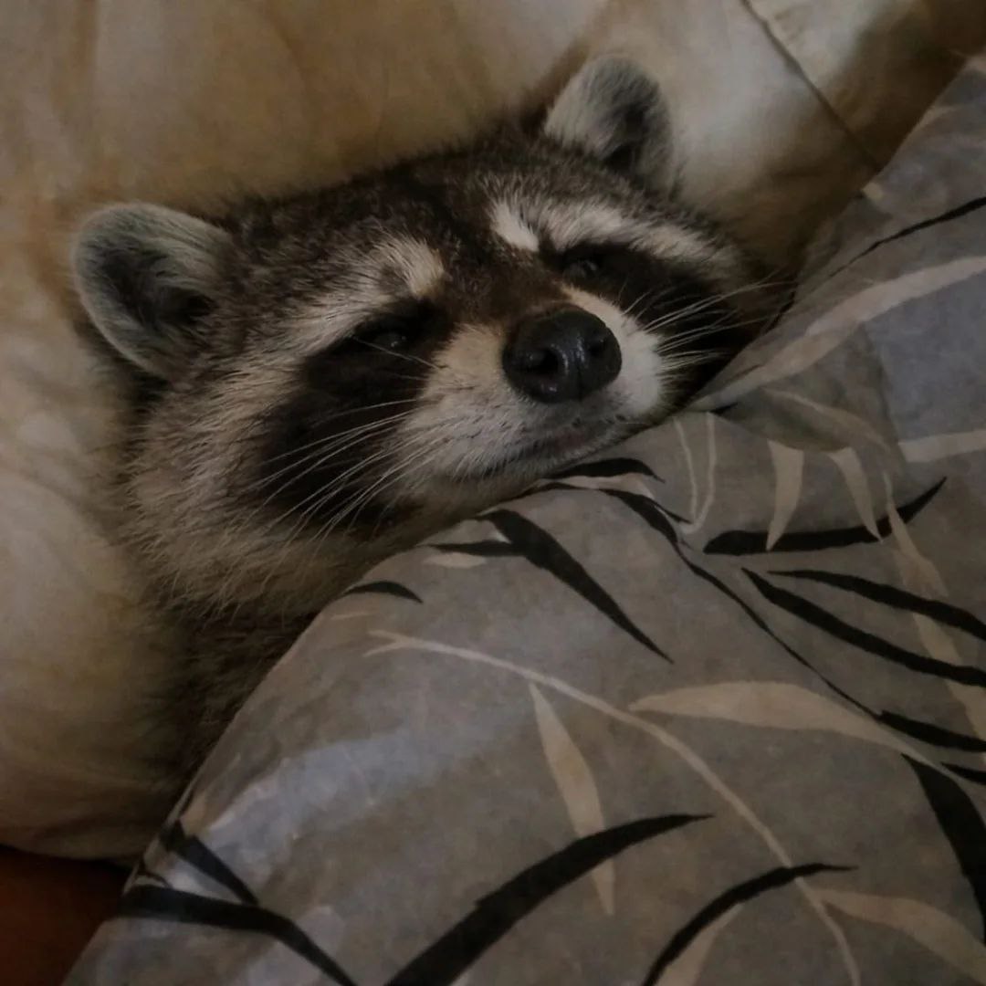 raccoonAuras's tweet image. 