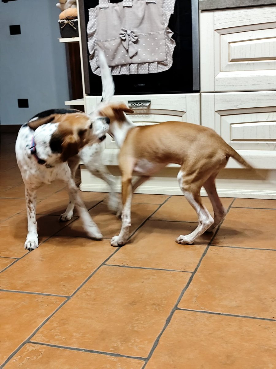 NOTIZIE DALLE ADOZIONI FELICI 
La piccola DEVA sta crescendo felice: ha fatto amicizia con le galline di casa e finalmente sua sorella Liv l'ha accettata senza riserve.