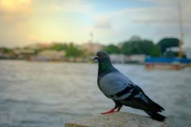 maypullguild's tweet photo. Humans domesticated pigeons then abandoned them. They could never make me hate you. https://t.co/hfedX2QRfI