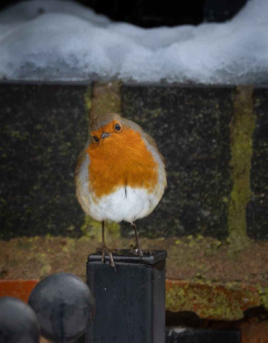 natepix1's tweet image. Do you wonder what  he's thinking about this crazy world we live in?