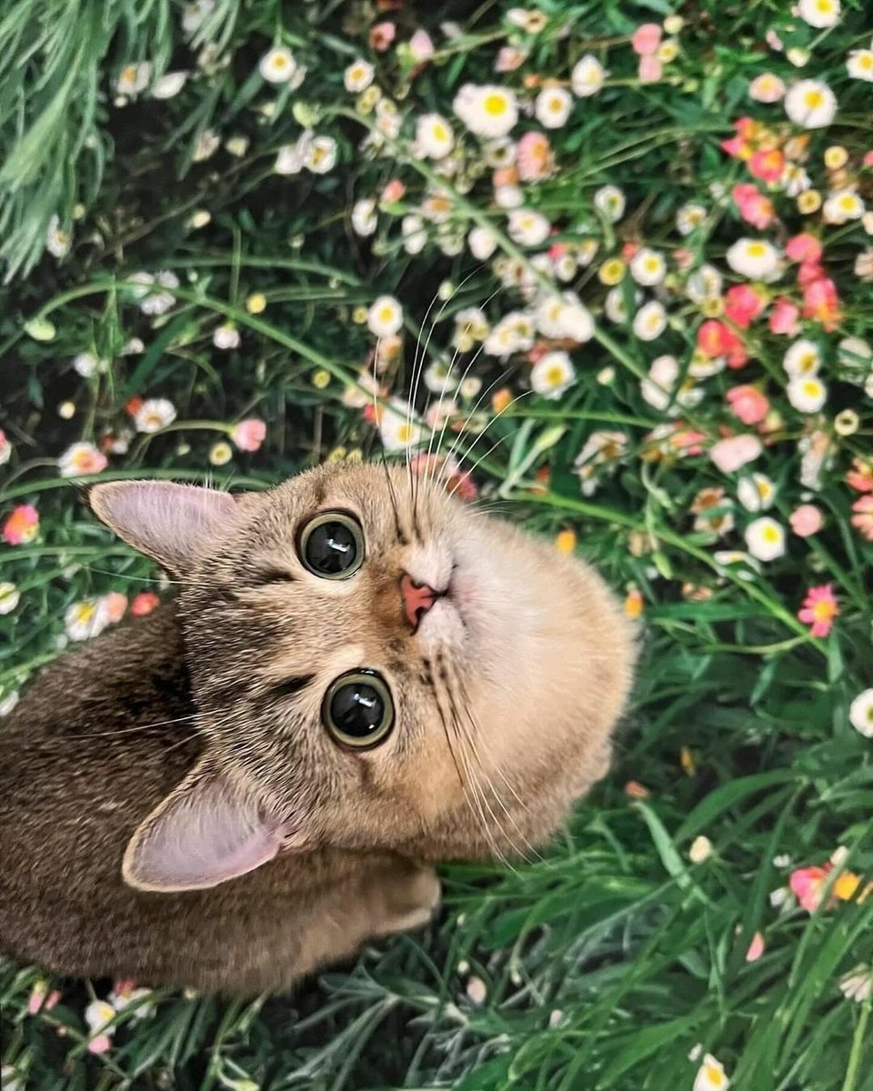 TheCatsX's tweet image. 