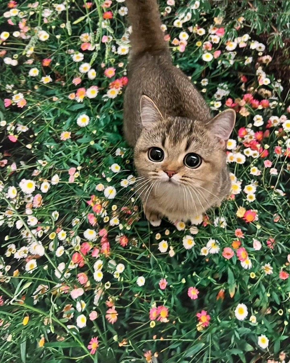 TheCatsX's tweet image. 