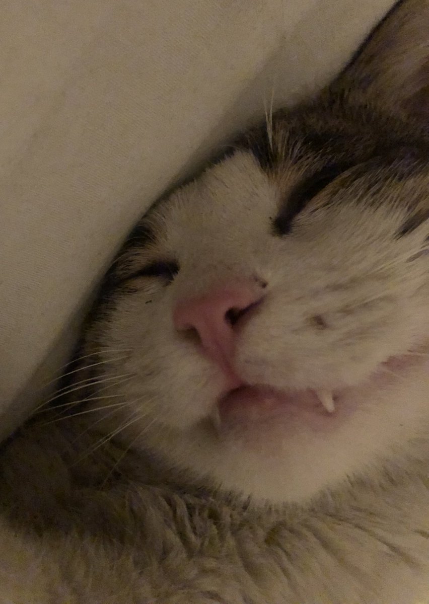 kanka dişlerin dışarda kalmıs onları al sana zahmet