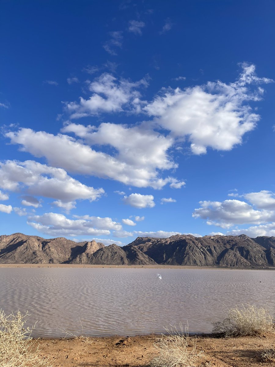 د. ماجد بن علي المطلق tweet media