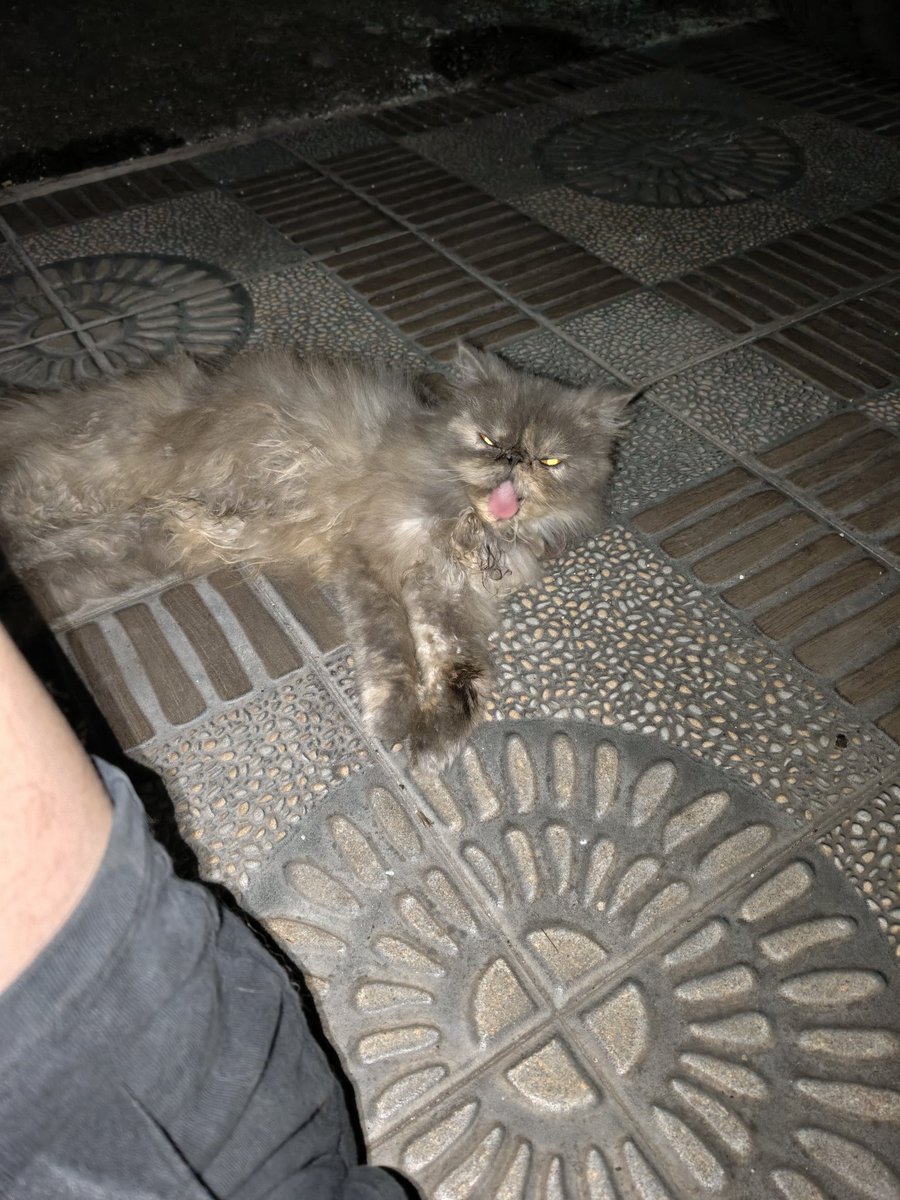 Fixesbug404's tweet image. 😼