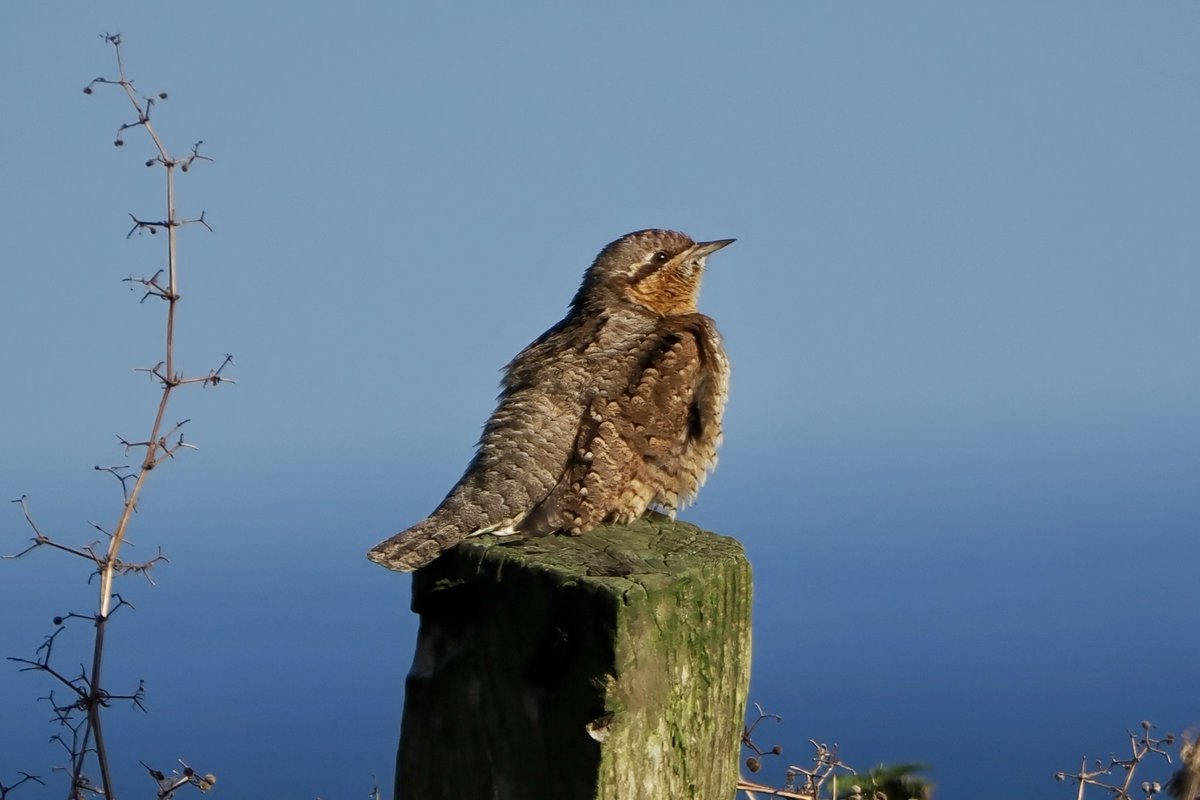 Patchwork Challenge tweet media