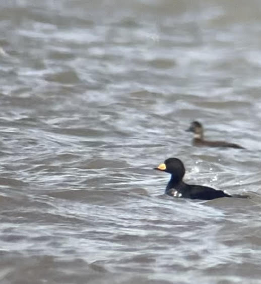 Patchwork Challenge tweet media