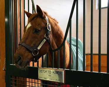 blindadosalas1's tweet photo. #Hipismo #InMemoriam DISTORTED HUMOR 🇺🇸 (1993-2026) Esta tarde #WinStarFarm anunció la triste noticia. El hijo de FORTY NINER fue sacrificado por complicaciones propias de su avanzada edad. Padre de los campeones FUNNY CIDE y DROSSELMEYER. Abuelo de I´LL HAVE ANOTHER.
#RIP https://t.co/udaDdaZsB4