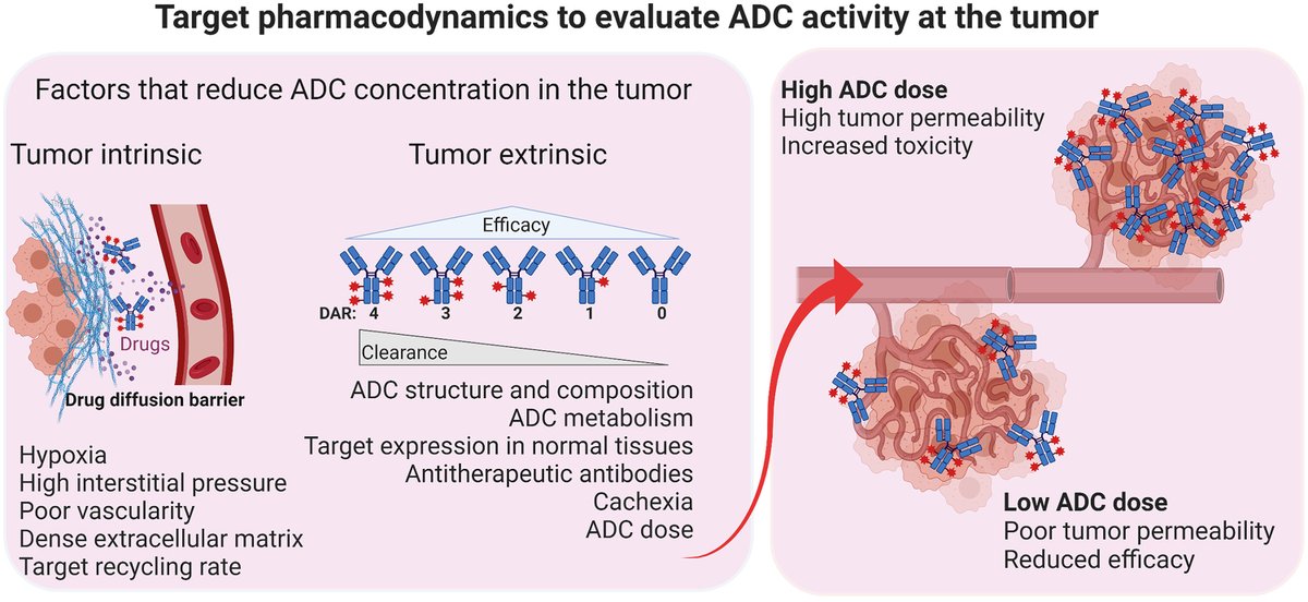 Using PET imaging to noninvasively monitor the real-time effects of an antibody-drug conjugate on bladder #cancer tumors can inform dosing decisions to help optimize therapeutic benefits while avoiding toxicity. scim.ag/3Nd3eS7