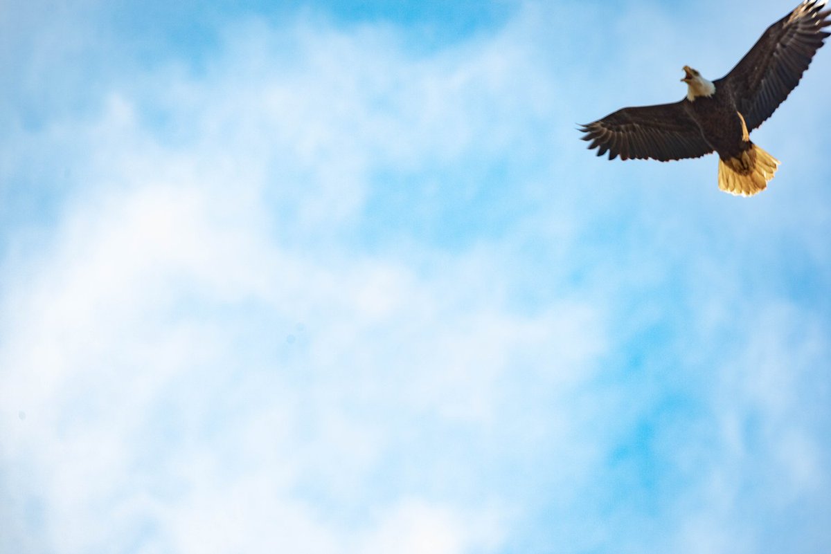In addition to s'mores, big starry skies and campfires, eagle watching is one of the other joys of winter camping! Learn more at the link and start planning that eagle watching adventure! 

🦅 🦅 🦅 okstateparks.camp/EagleWatching