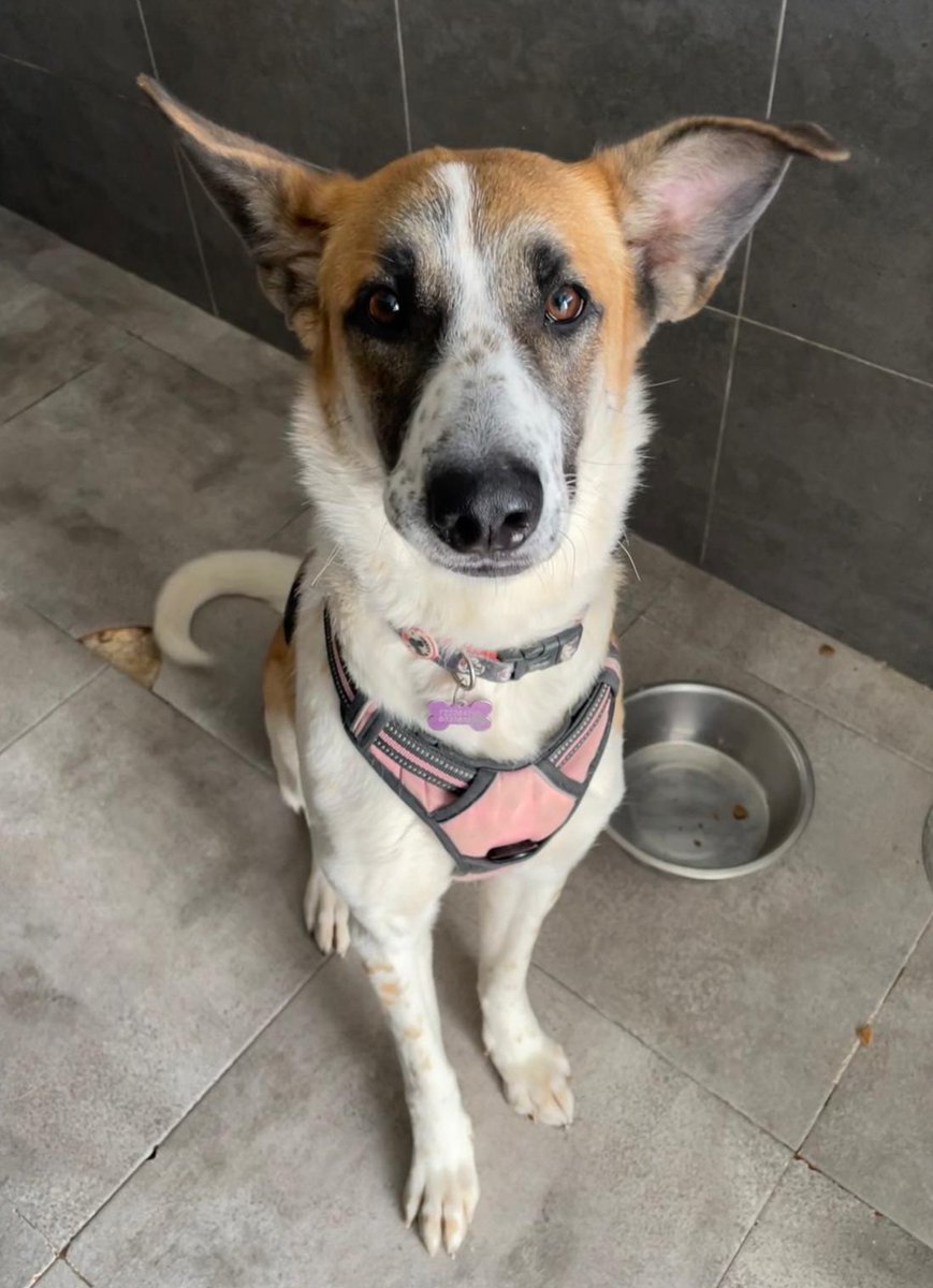 Astrid tiene solo 1 año y acaba de llegar a la prote. 
Busca un buen hogar, de alguien que la vea como uno mas en familia
Estamos en La Nucía, podéis venir de lunes a sábado, nuestro teléfono es 648100640 para información pero nos gusta conocer a las familias en persona