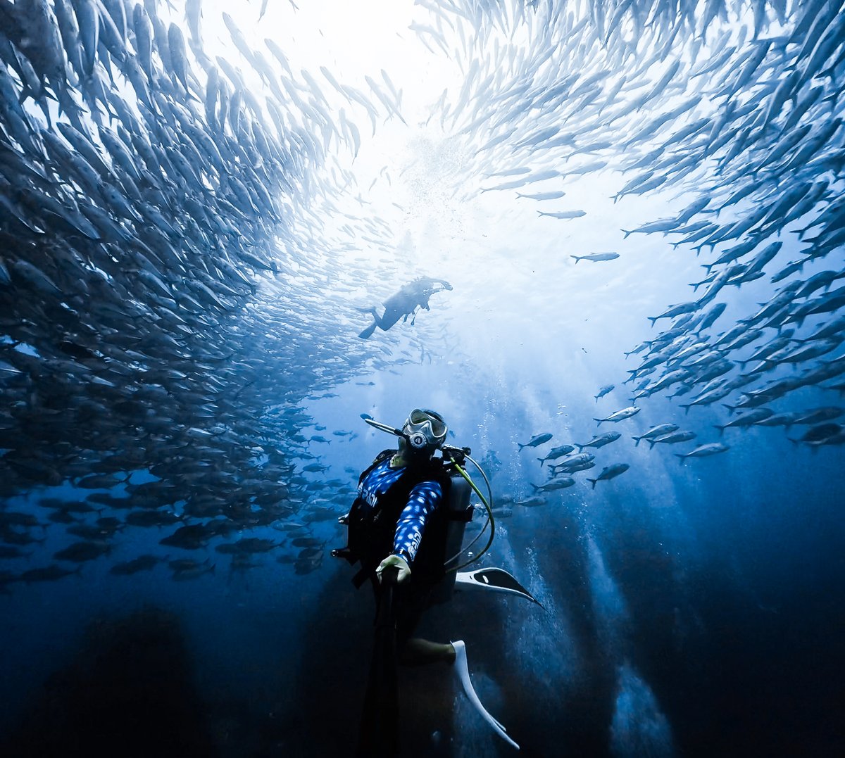 GoPro's tweet image. Photo of the Day: The ocean is full of surprises 🤿

🏆 $100 GoPro Award recipient Mai Ishizuka
📷 Shot on #GoProHERO13 Black

#GoPro #Scuba #Dive