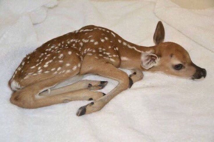 bambialic's tweet image. ⋆‧°𓏲ּ𝄢       ⏔⏔⏔ ꒰ ᧔ෆ᧓ ꒱ ⏔⏔⏔
       ♡  i have sleepy girl syndrome ♡
                  ⏔⏔⏔ ꒰ ᧔ෆ᧓ ꒱ ⏔⏔⏔