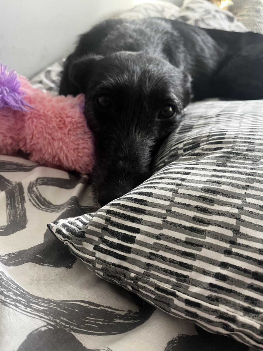 sienkjus's tweet image. Mam od trzech tygodni psa. Z adopcji właśnie. To czyste szczęście ❤️