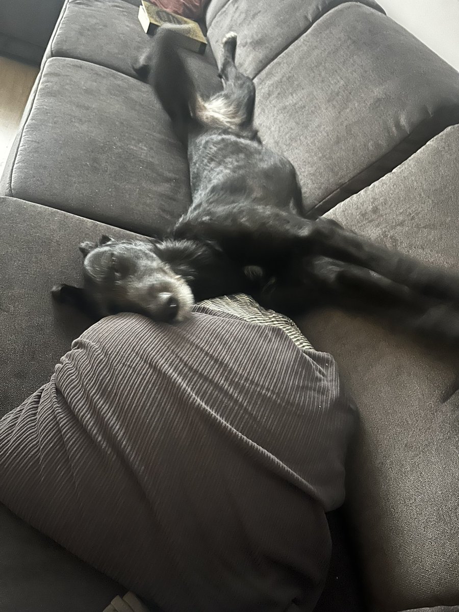 sienkjus's tweet image. Mam od trzech tygodni psa. Z adopcji właśnie. To czyste szczęście ❤️