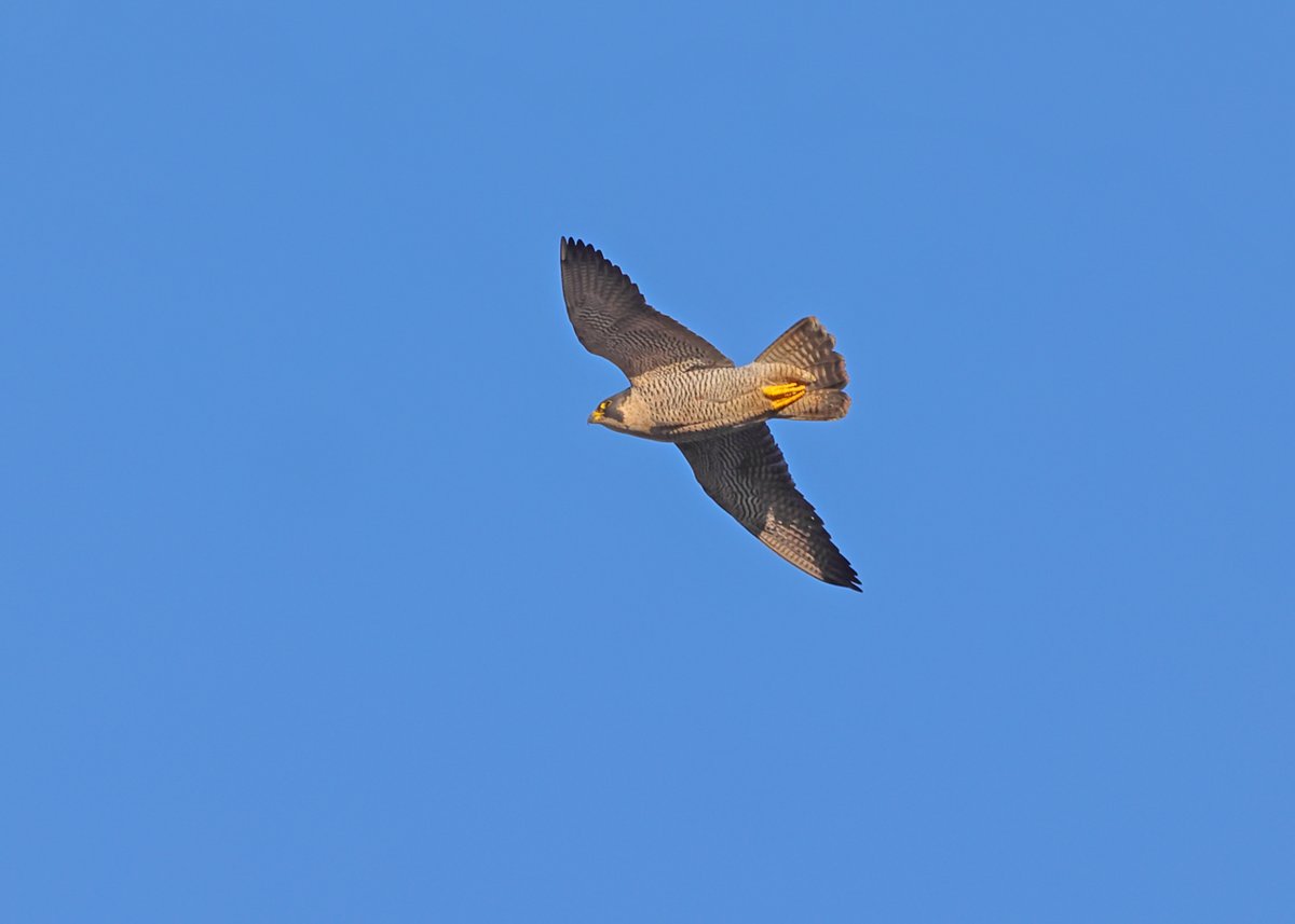 MarkHowarth123's tweet photo. Peregrine @RSPB_OldMoor @Natures_Voice @BBCSpringwatch 7/1/26 https://t.co/65G1Wps2KY