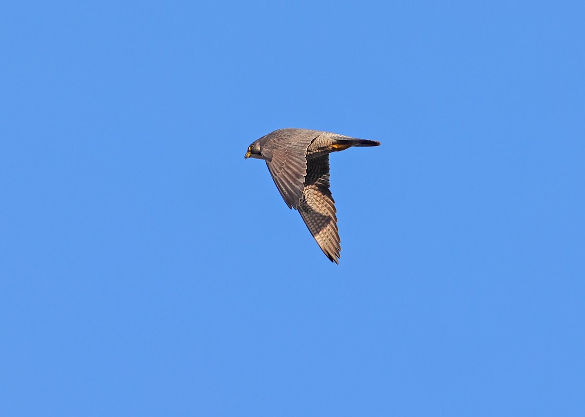 MarkHowarth123's tweet photo. Peregrine @RSPB_OldMoor @Natures_Voice @BBCSpringwatch 7/1/26 https://t.co/65G1Wps2KY