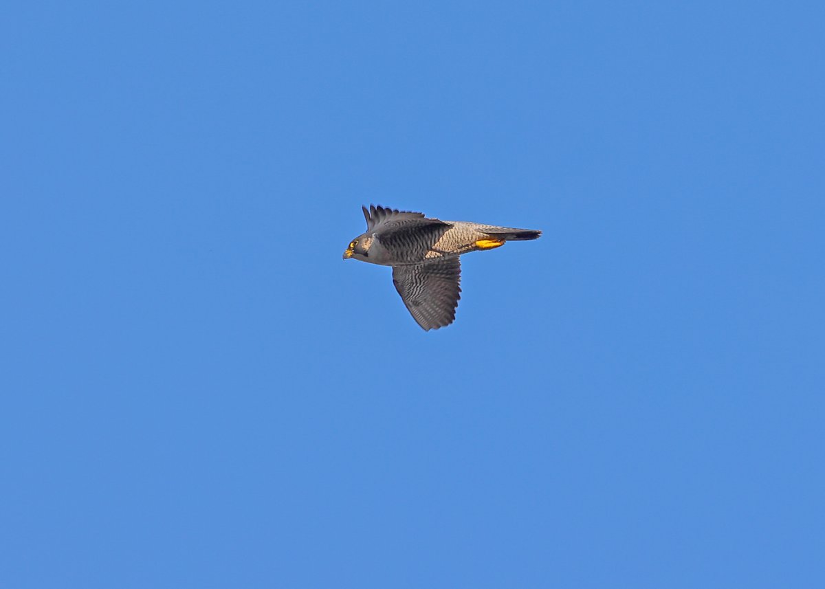 MarkHowarth123's tweet photo. Peregrine @RSPB_OldMoor @Natures_Voice @BBCSpringwatch 7/1/26 https://t.co/65G1Wps2KY